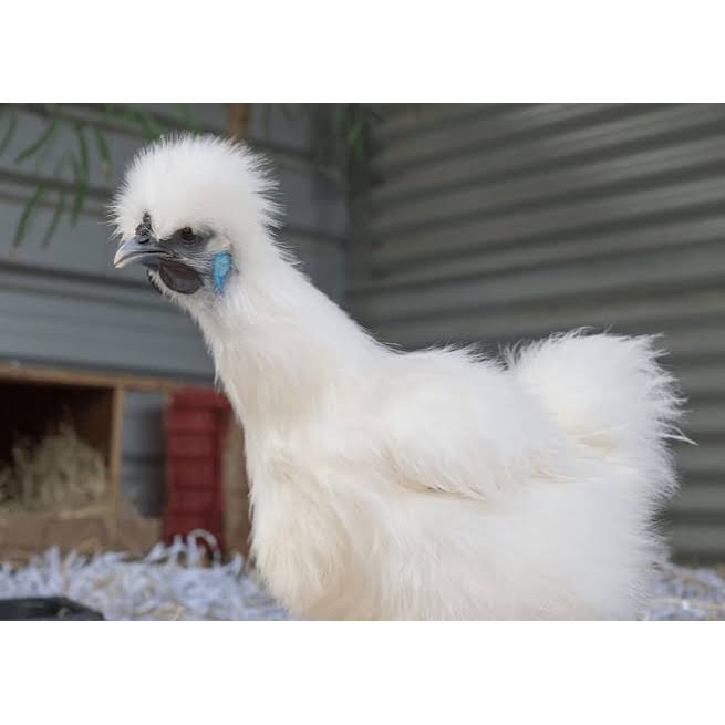 

TELUR AYAM HIAS KAPAS SILKIE FERTIL ASLI UNTUK DITETASKAN
