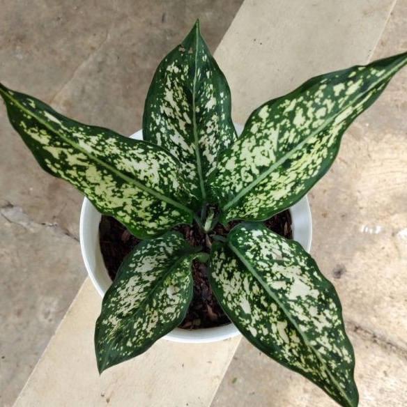 AGLAONEMA SNOW WHITE