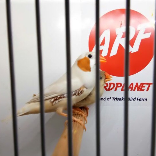 Burung Zebra Finch-05