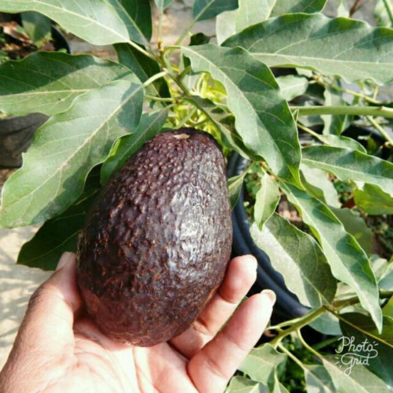 bibit alpukat Hass/bibit alpukat Hass super - WISATA AGROTANI