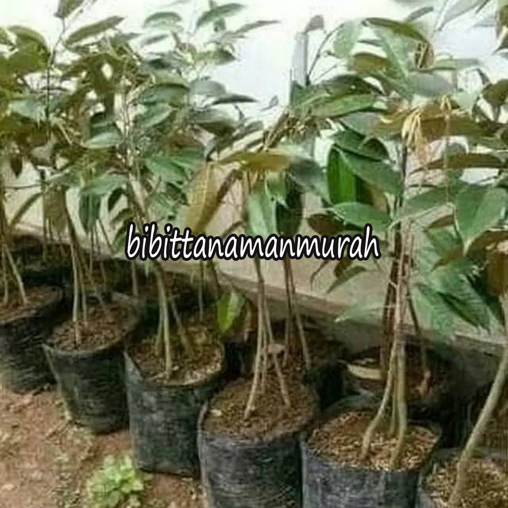 Bibit durian bawor kaki 3 super