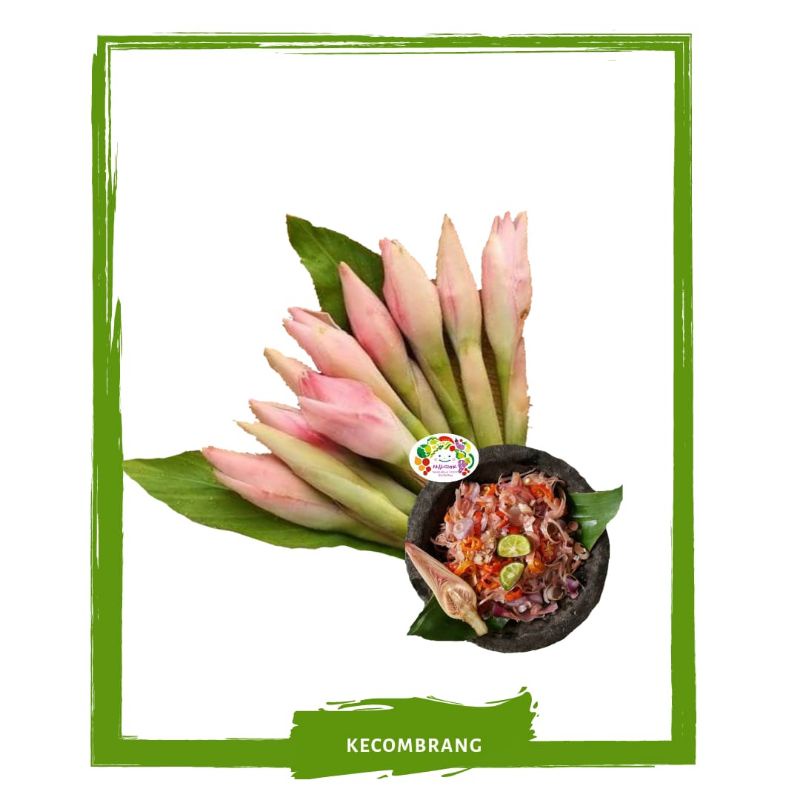 

Kecombrang / Sayur Sayuran Segar On Mallahrizwa