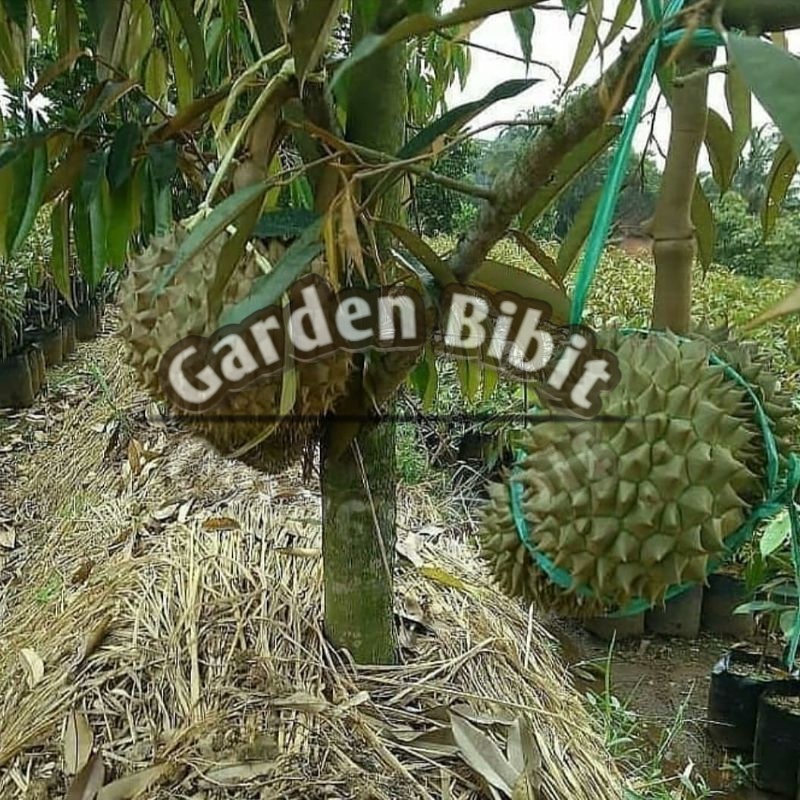 Bibit buah Durian Bawor bisa berbuah pohon pendek bibit hasil stek/Okulasi