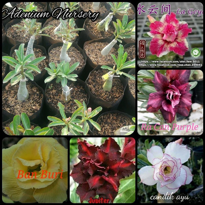 tanaman hias paket 5 bibit bunga adenium