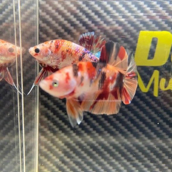 Sepasang Cupang Nemo Galaxy, Koi Galaxy, Multicolour, Candy Galaxy