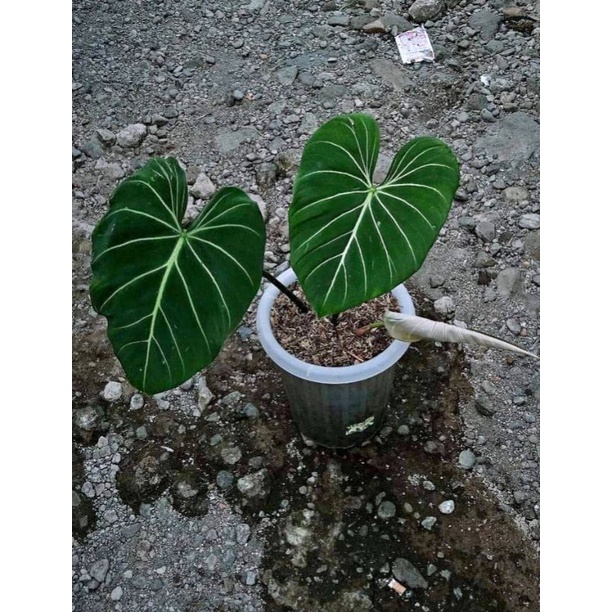 TANAMAN HIAS - GLORIOSUM DARK FORM