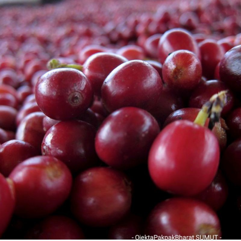 

Kopi Biji Merah 1KG Kopi cery Merah Biji Kopi Cherry Kopi Berkulit Merah bisa pakan luwak