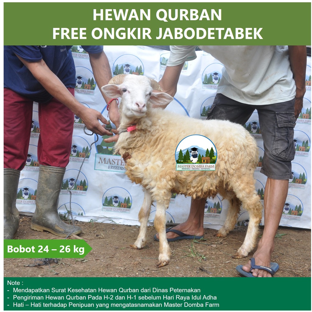 

Hewan Qurban Domba / Kambing kurban Bobot 25 kg