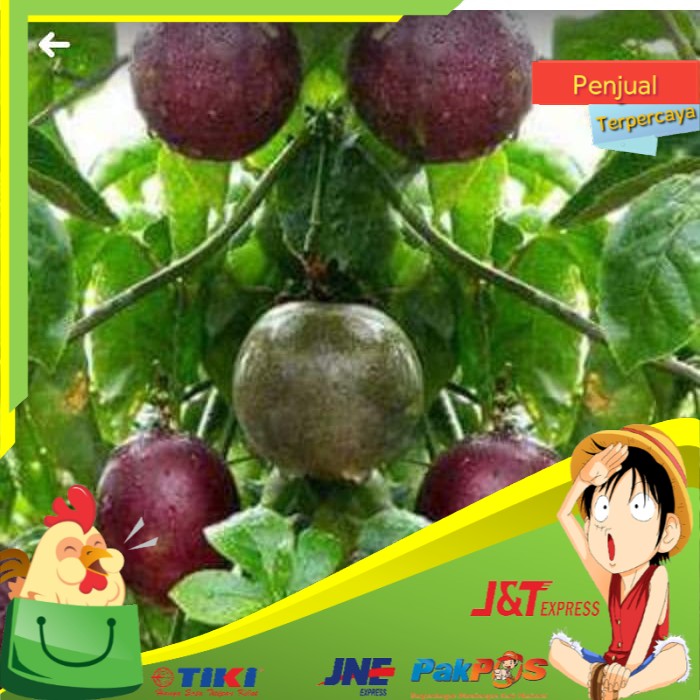 

Dijual Bibit Tanaman Buah Markisa Merah Manis - Benih / Biji / Bibit tka Saangat Mudah Berbuah