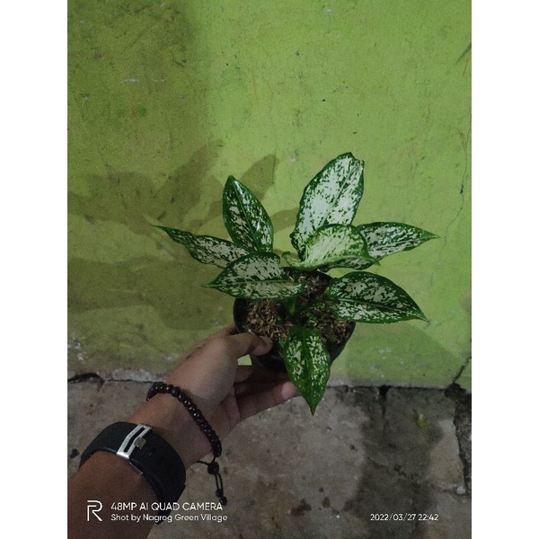 aglaonema snow white