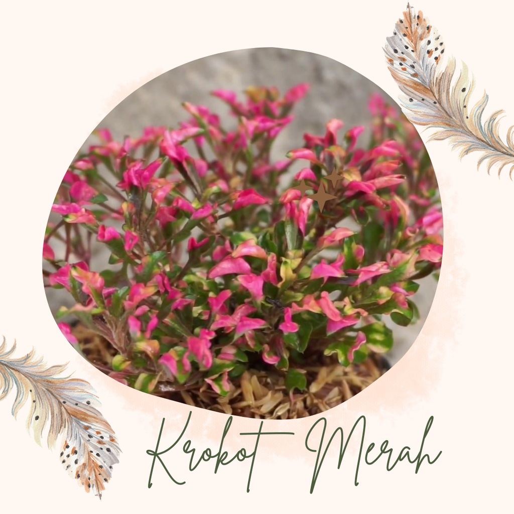 Tanaman Hias Krokot Merah Bunga Krokot Merah Murah