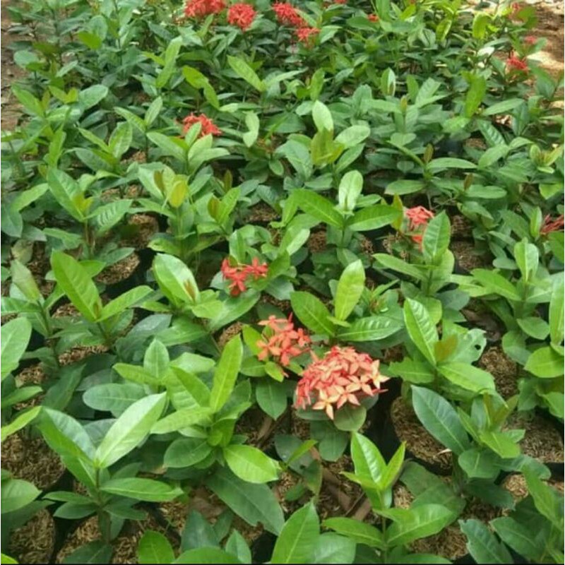Tanaman hias asoka bunga merah - Tanaman bunga asoka merah - Asoka bunga merah