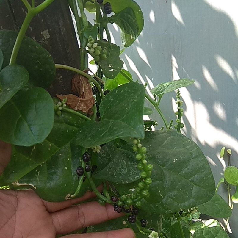 Buah angkung segar 120 biji // buah Angong // obat stroke // obat liver