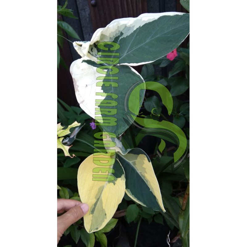 caladium xanthosoma variegata (mickey mouse)