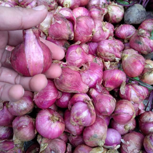 

Bawang Merah Batu Atau Besar 500 gr