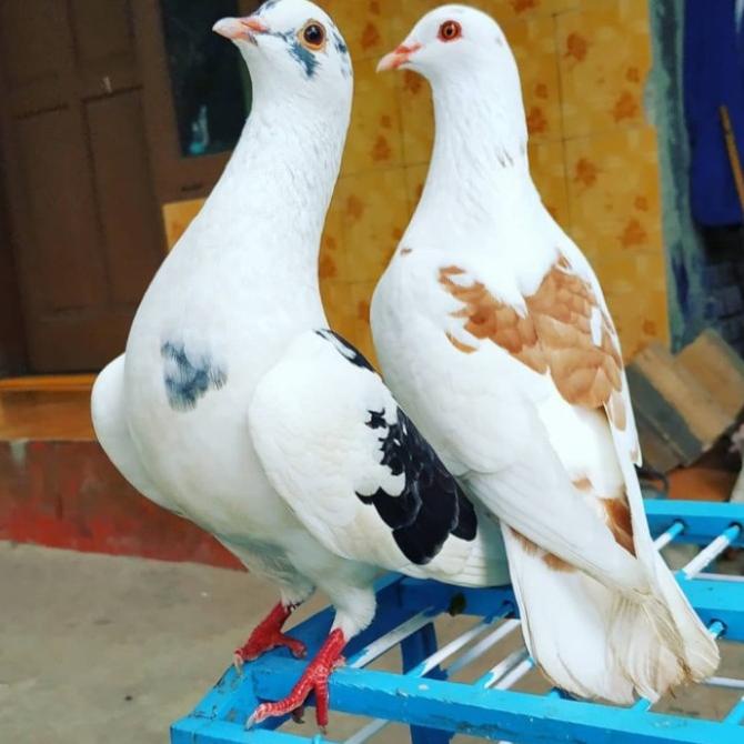 (BISA COD) Burung Dara / Merpati Sepasang Giring Keras Free Jagung Kristal