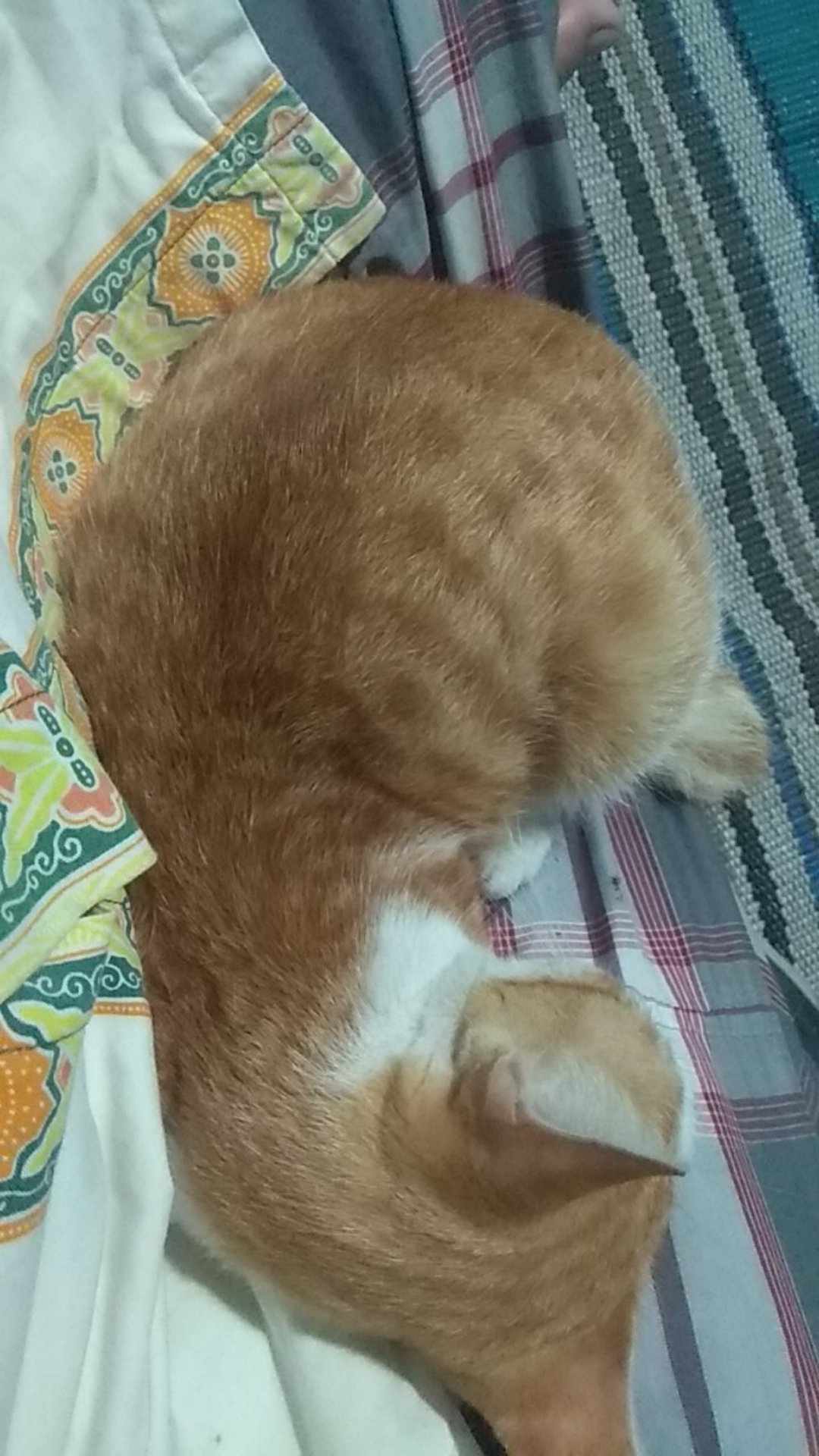 Obeng Y Plus Min Besi / Obeng T Min Plus Besi / Obeng Min Plus