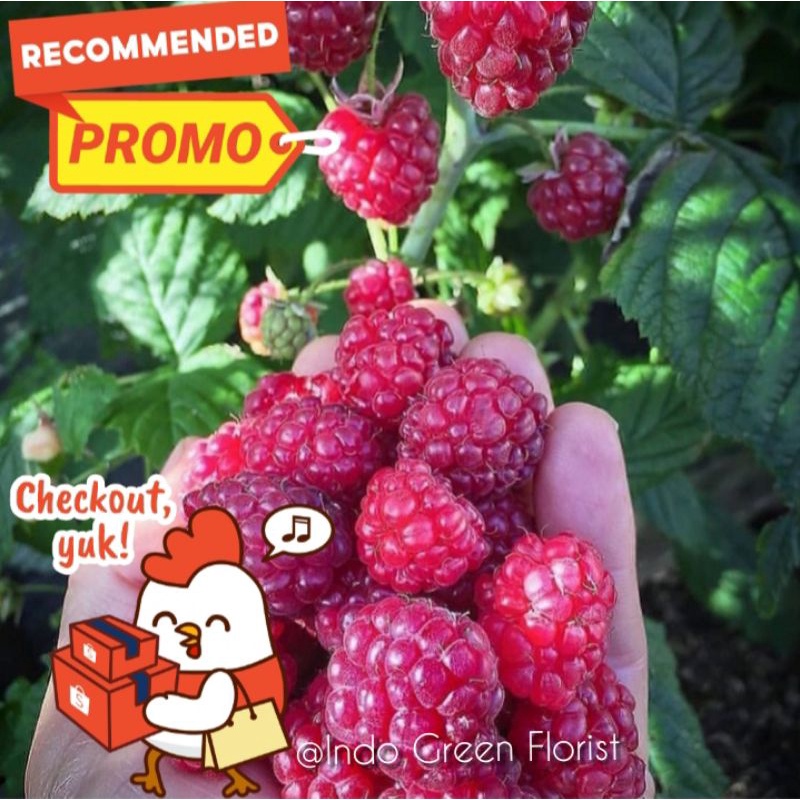 Bibit Raspberry mulai berbuah / tanamsn buah Raspberry
