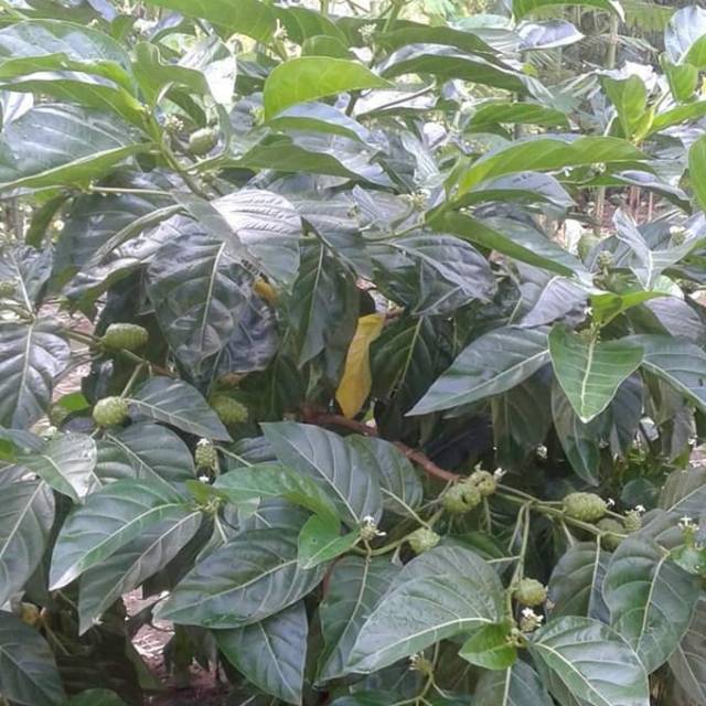 

daun mengkudu segar 1 kg