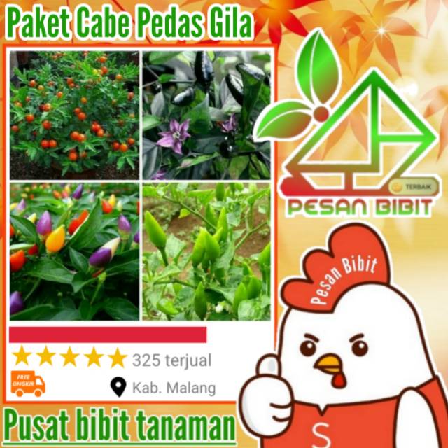 Paket 4 bibit tanaman cabe terpedas CABAI TERPEDAS lombok udel cabe hitam cabe pelangi cebe rawit