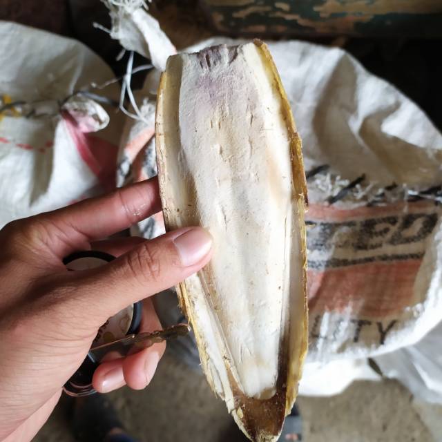 

Tulang Sotong Cumi 1kg