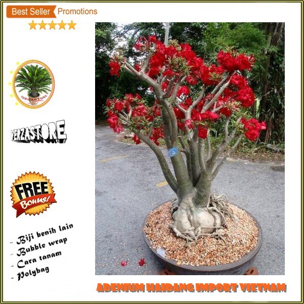 biji benih bunga  adenium haidang import vietnam , 4 biji