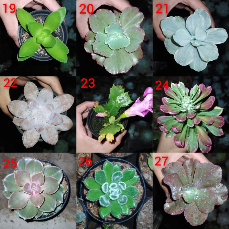 KAKTUS SUKULEN MINI BEBAS PILIH