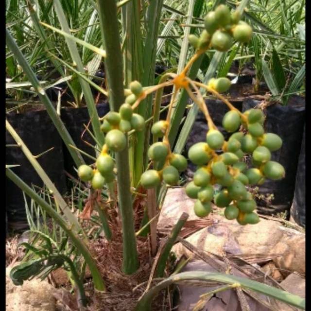 Bibit kurma azwa,bibit pohon kurma