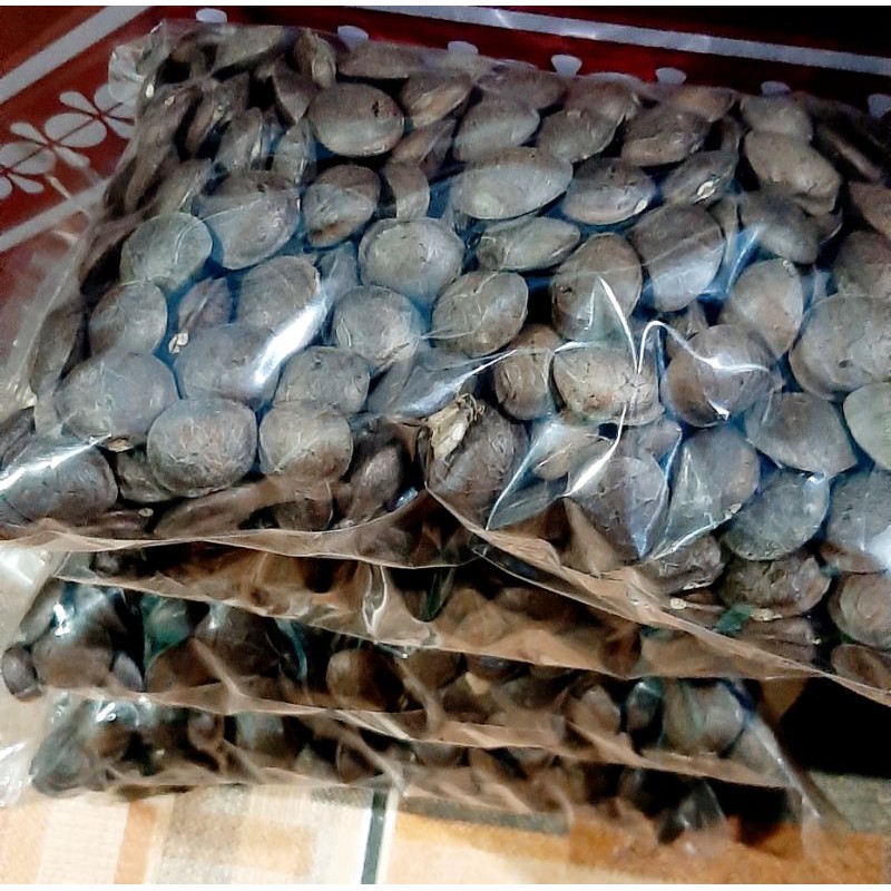 Jual Bibit Sacha Inchi