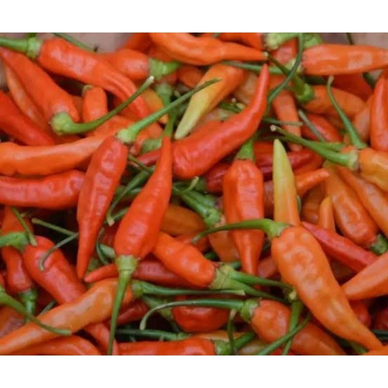 

cabe rawit merah ngawi