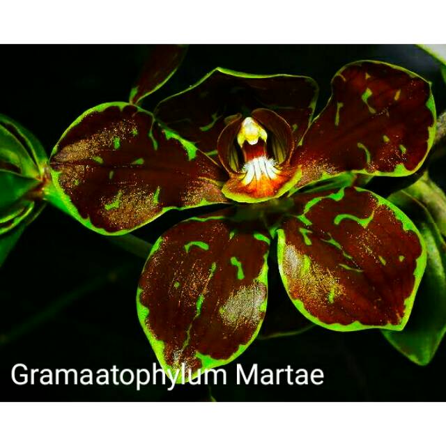 Botolan grammatophyllum martae