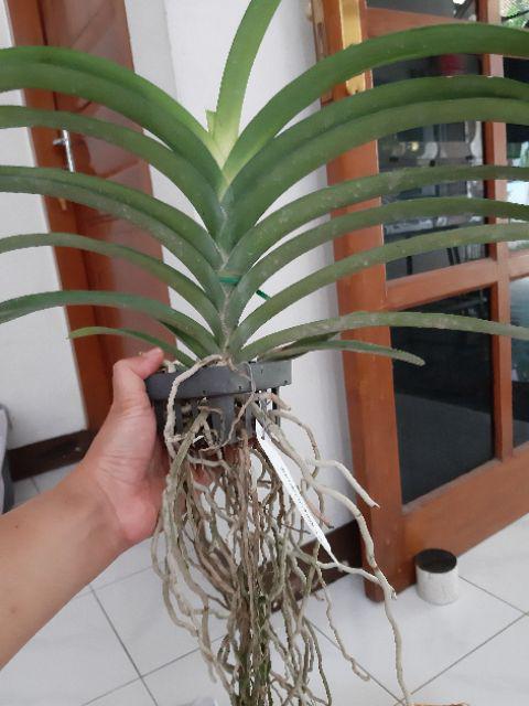 Anggrek Vanda