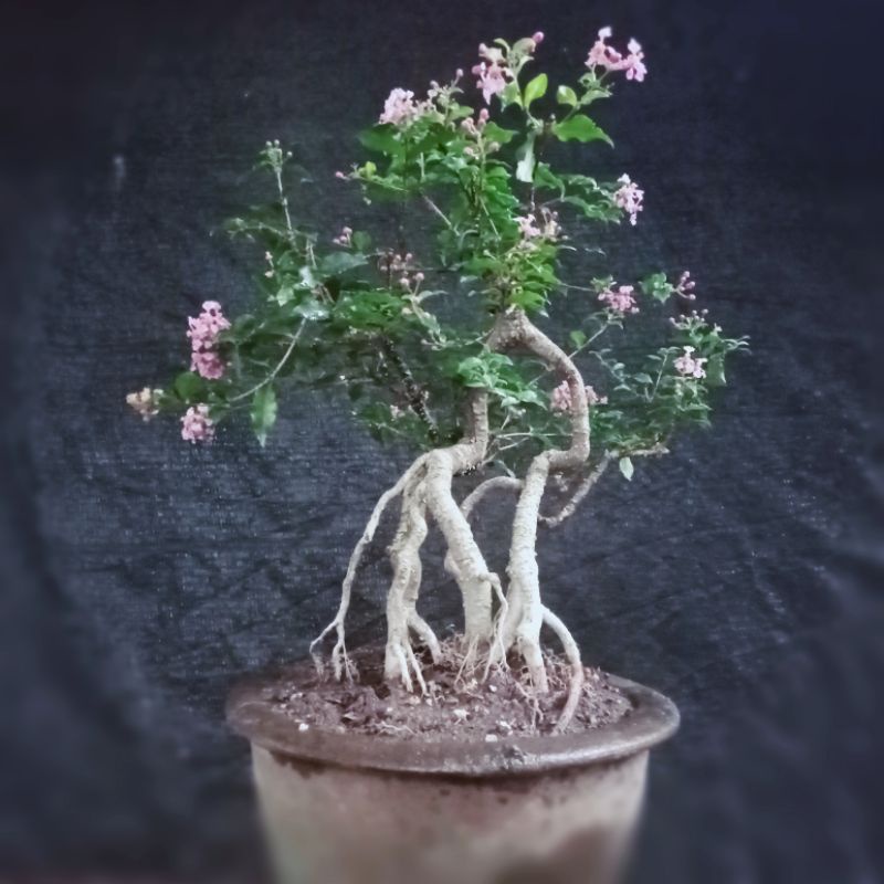 Sakura Mikro (Malpighia glabra) / Tanaman Bunga Sakura Mikro