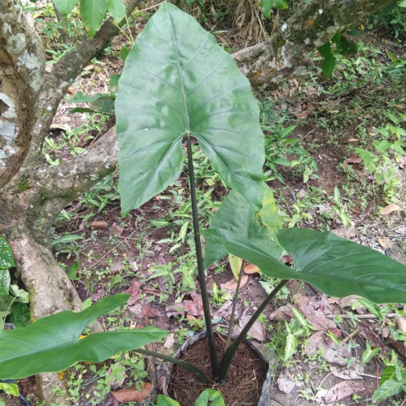 Alocasia black stem