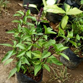 bibit pohon selasih basil Shopee Indonesia bibit pohon selasih basil Shopee Indonesia