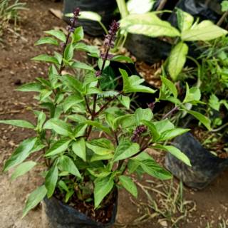 bibit pohon selasih basil Shopee Indonesia