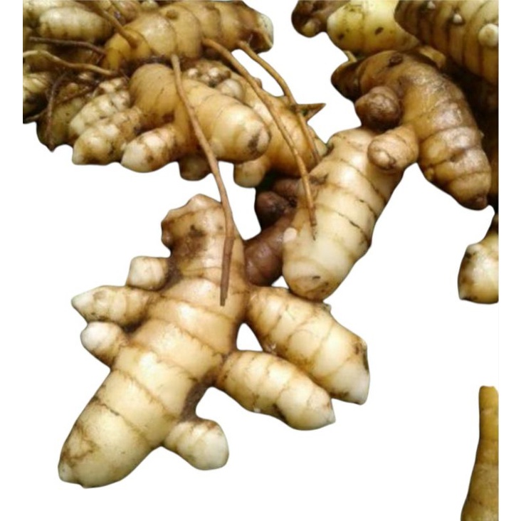 

Kunyit putih untuk kesehatan tubuh 250gram