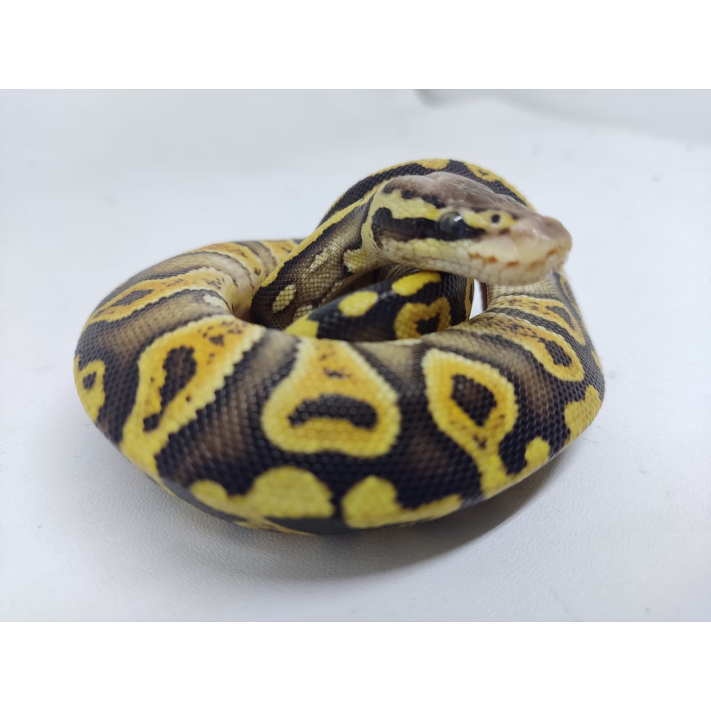 GHI Pastel Ball Python Ballpython