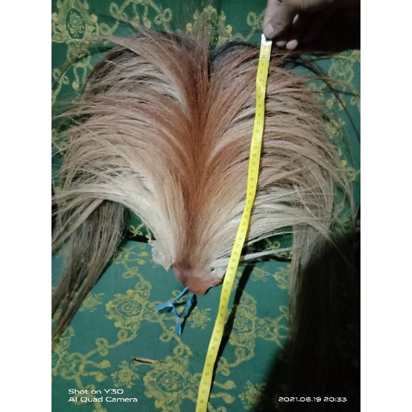 ekor kuda buntut jaran