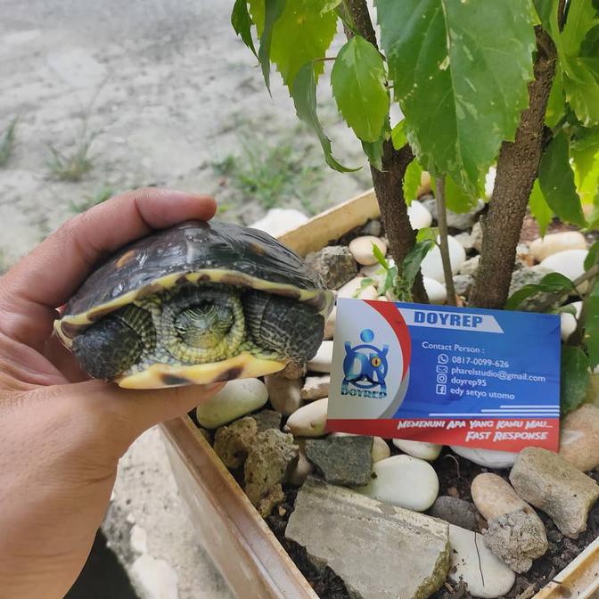 Kura Ocadia Betina ±13.5 Tokomamamuda