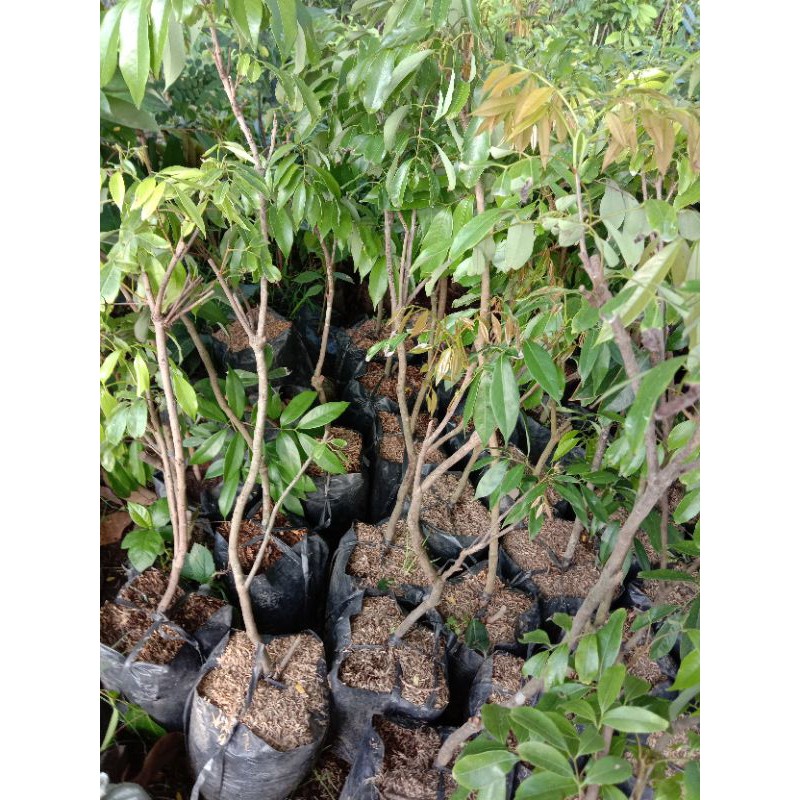 

murah"bibit buah leci merah unggol hasel okulasi/stek