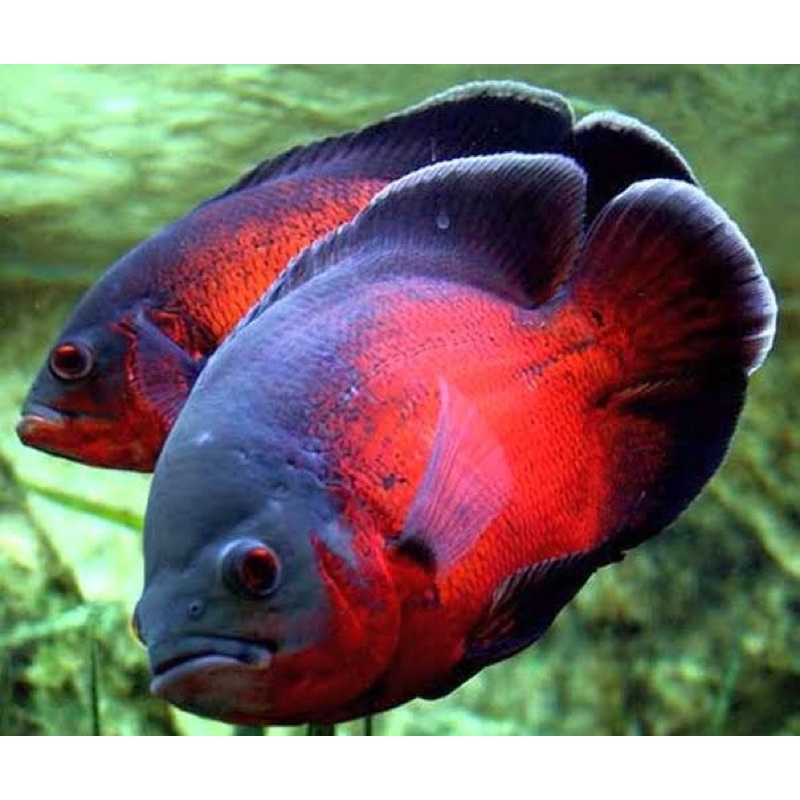 OSCAR PARIS TEMBAGA 4 CM