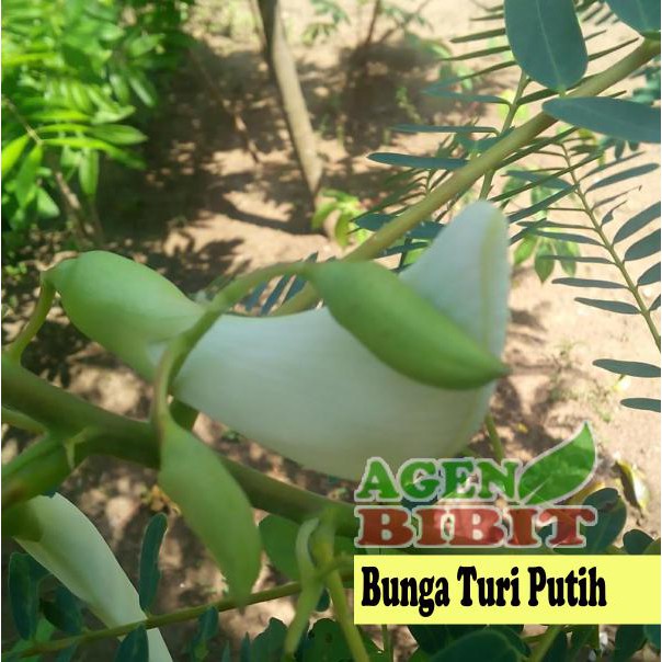 #_* Bibit Pohon Bunga Turi Putih - Tanaman Kembang Turi - Daun Obat Herbal