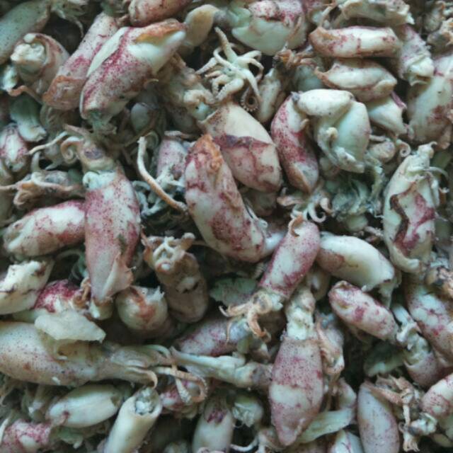 

BABY CUMI 250 GRAM TERMURAH SESHOPE KEKERINGAN 75%