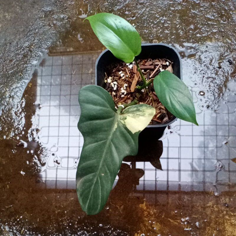 philodendron bippenifolium variegata - philodendron violin variegata - violin variegata