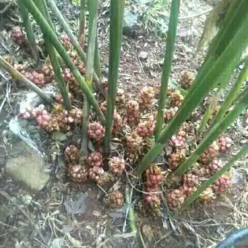 BIBIT KAPULAGA SEGAR/BIBIT KAPOL LOVE SHOP MILLENIAL