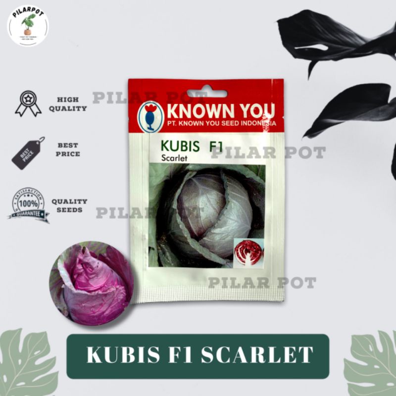 benih bibit KUBIS UNGU SCARLET F1 known you seed - KYS SCARLET F1