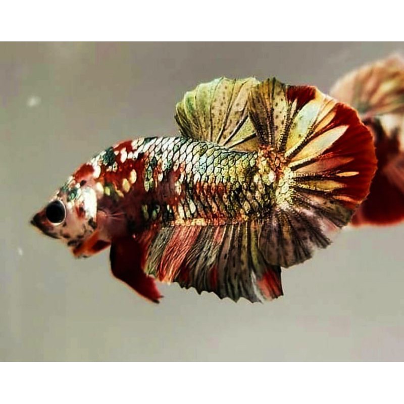 5ekor cupang redkoi Cooper gold aka ironman burayak 1.5bln