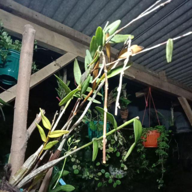 Anggrek Merpati Dewasa Siap Berbunga