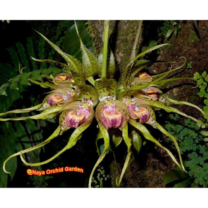 ANGGREK BULBOPHYLLUM BINNENDIJKII GURITA DEWASA